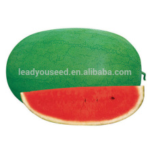 W04 Xinhongbao mid maturity chinese f1 watermelon seeds